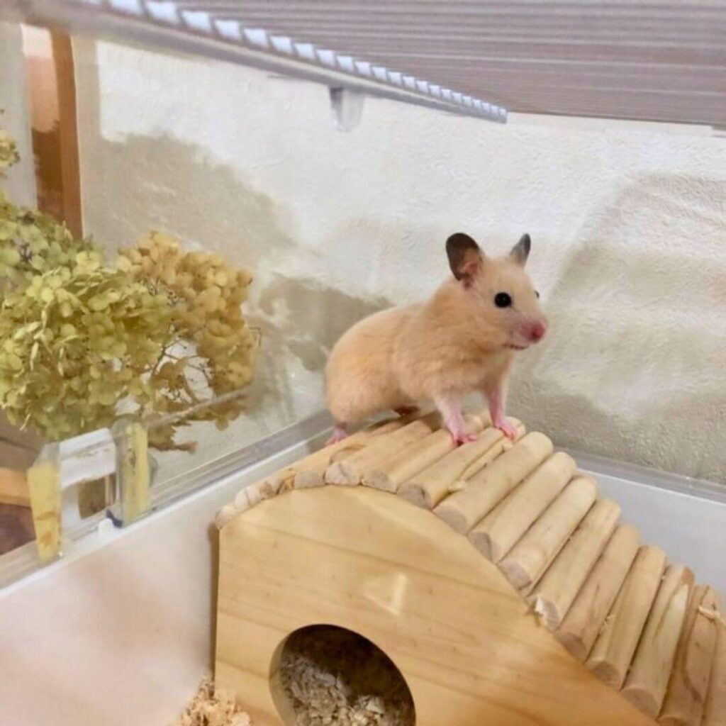 送料無料 ハムスター用ケージ 「ミニデュナハムスター FAIRIES