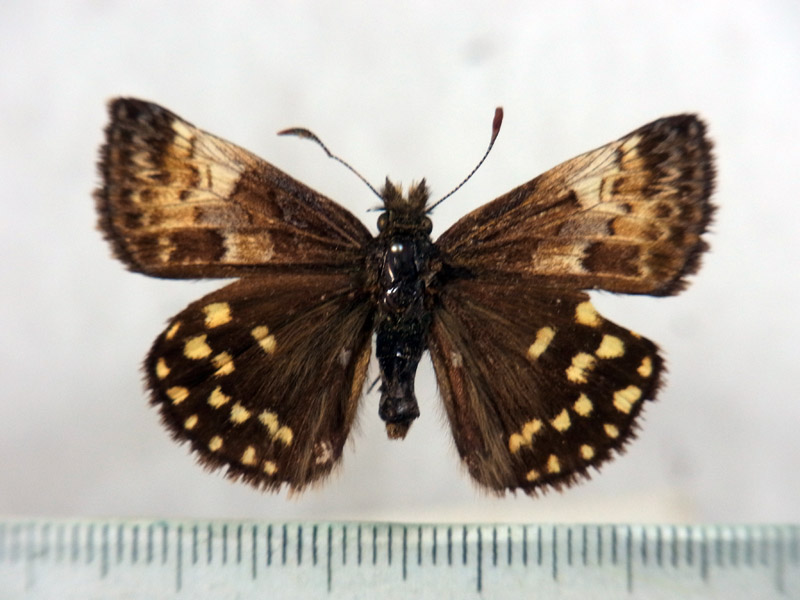 蝶標本｠山梨県産 チャマダラセセリ 2♂ （表＆裏展翅） 【公式通販】