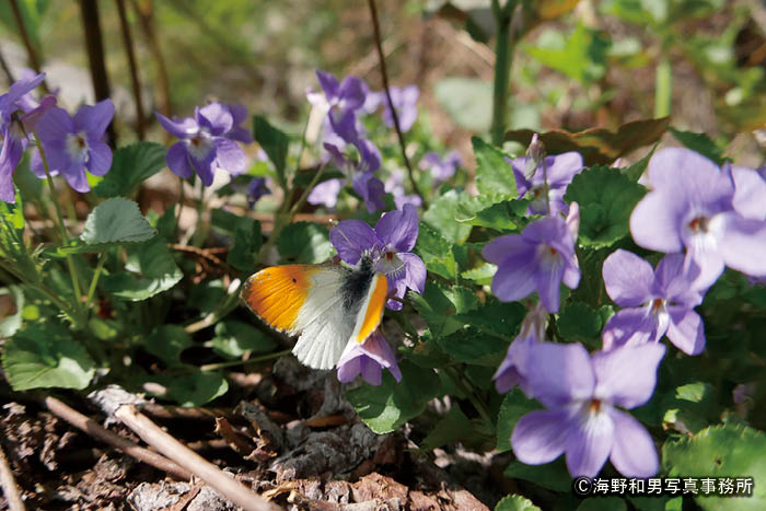 日本アルプスの高山蝶 | THE JAPAN ALPS