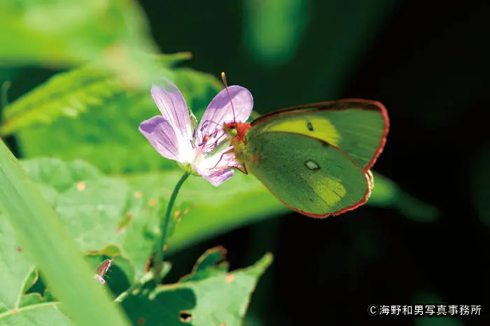 ま*る様 【国産蝶標本】タカネヒカゲ/Oeneis norna/富山県.旭岳産/ ま