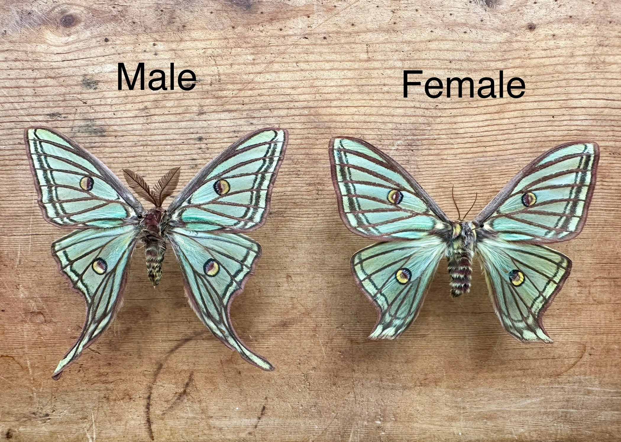 Spanish Moon Moth 'Graellsia isabellae' UNSPREAD – The Little