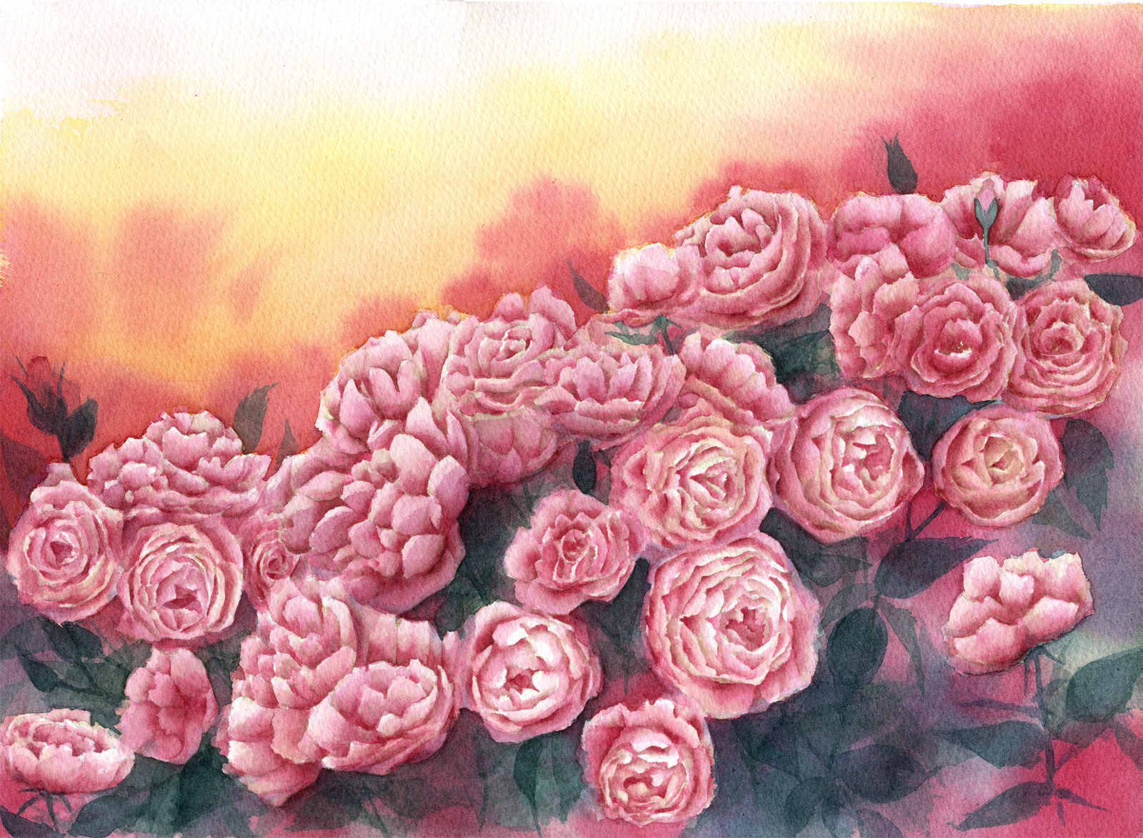 水彩画原画薔薇美しいイングリッシュローズ光と影⑧ 水彩画原画薔薇