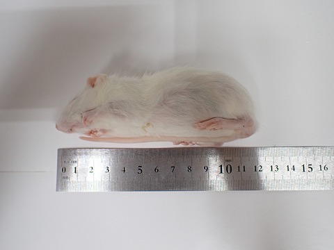 冷凍エサの商品一覧 | 爬虫類倶楽部