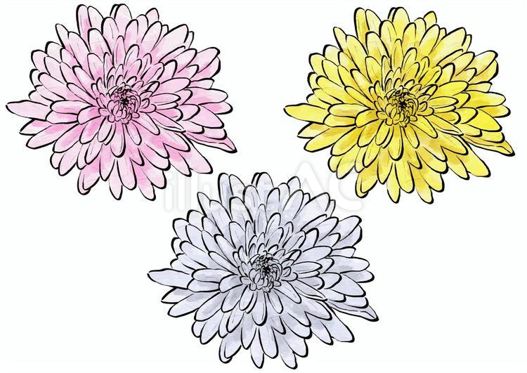 正面向きの中菊3種（水墨）イラスト - No: 25471094｜無料イラスト