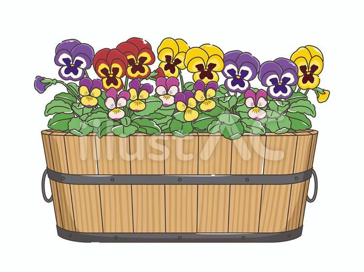 水越智三 pure tomato パンジー 鉢植え 花 イラスト 水越智三 pure