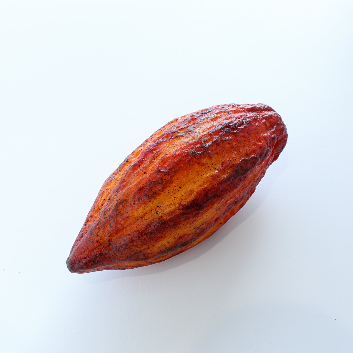 リアルなカカオの実のディスプレイ リアルなカカオの実のディスプレイ