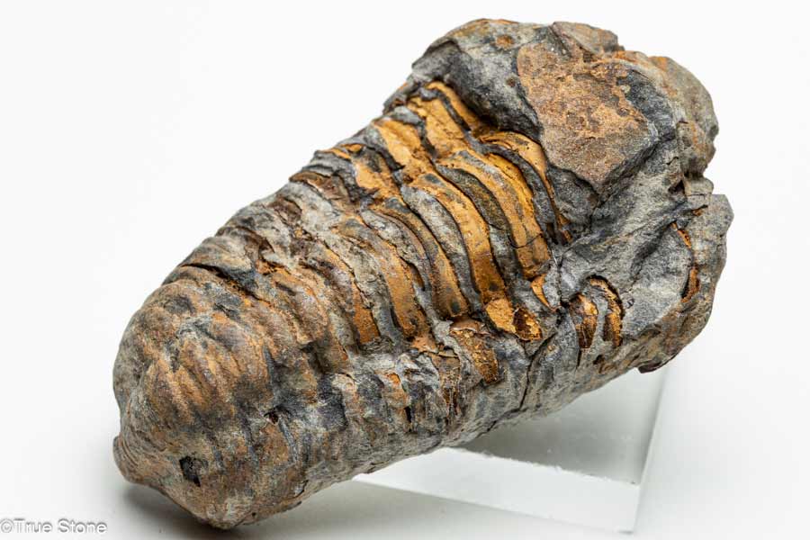 楽天市場】三葉虫 化石（ホビー）の通販