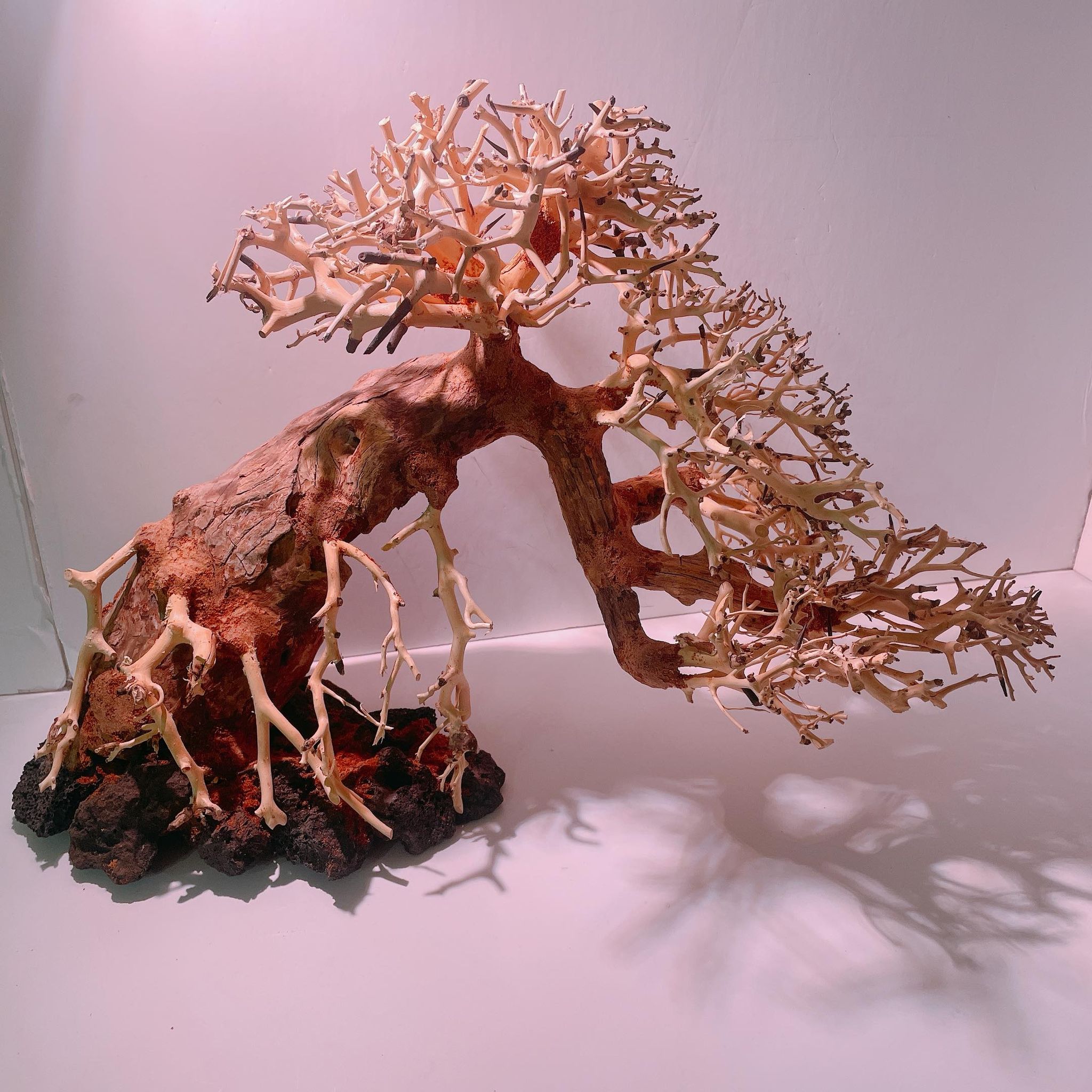 楽天市場】流木 60㎝の通販