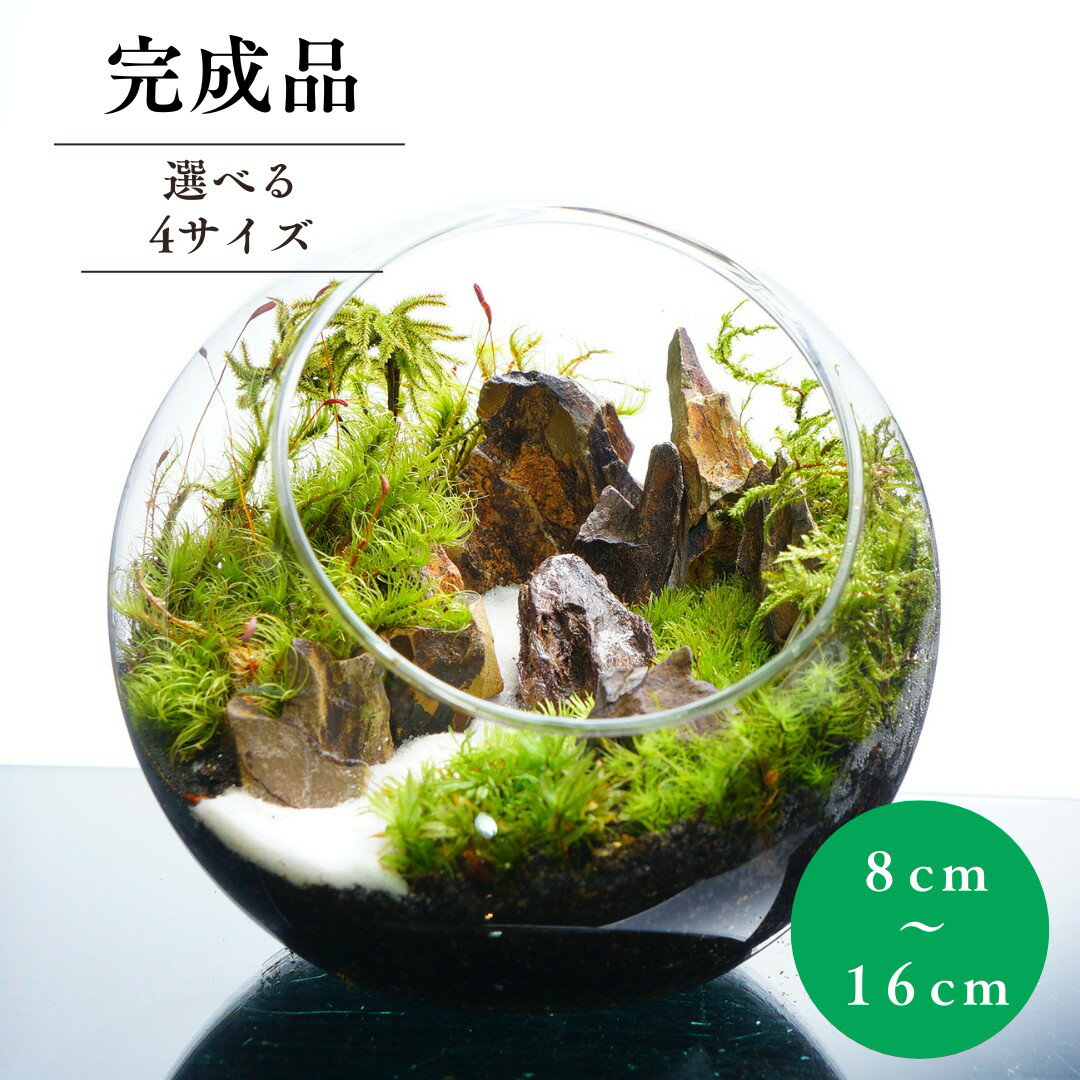 苔テラリウム専門ショップ道草 No.91 カエルリウム イモリウム 苔