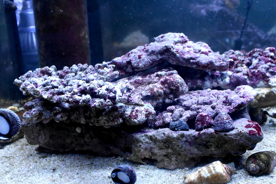 楽天市場】ライブロック 5kgの通販