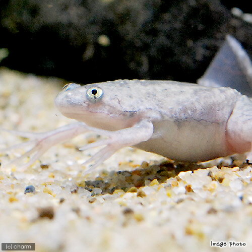 楽天市場】アフリカツメガエルの通販