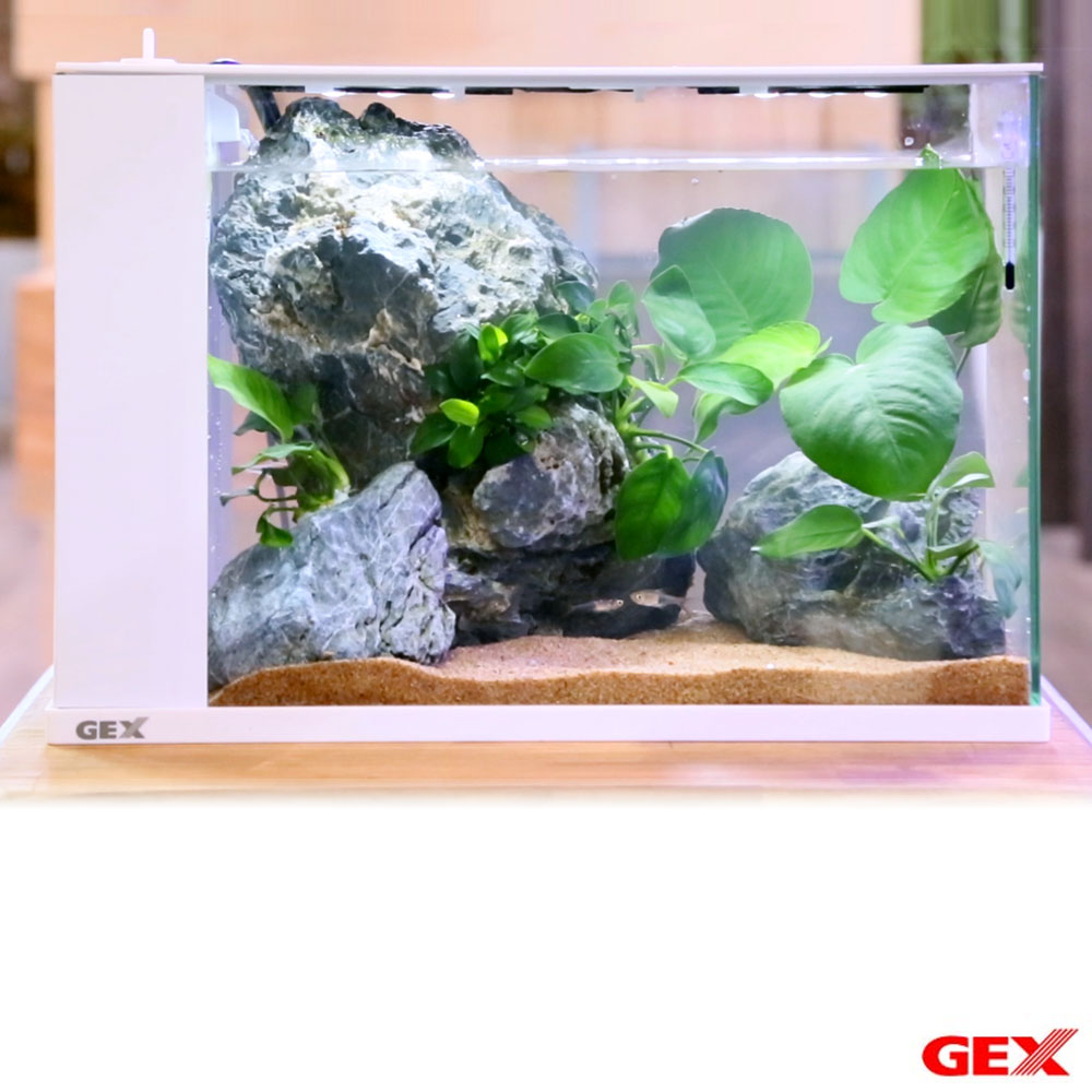 GEX ラクテリア ホワイト アヌビアスレイアウトセット | RIUM