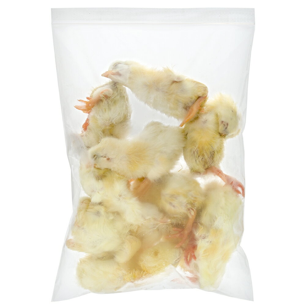 楽天市場】冷凍ヒヨコの通販