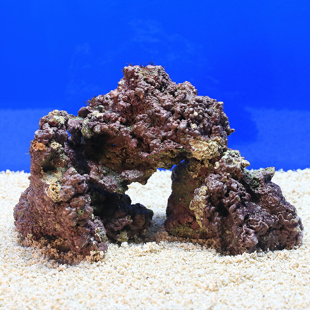 ✏新品アク抜き不要 人工ライブロック レプリカ 60cm以上海水水槽用