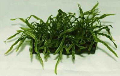 楽天市場】ミクロソリウム ナローリーフ 流木の通販