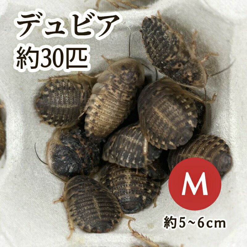 デュビア 成虫前 MLmix 1kg (雄・雌未選別) 送料無料 中型爬虫類・肉食魚等