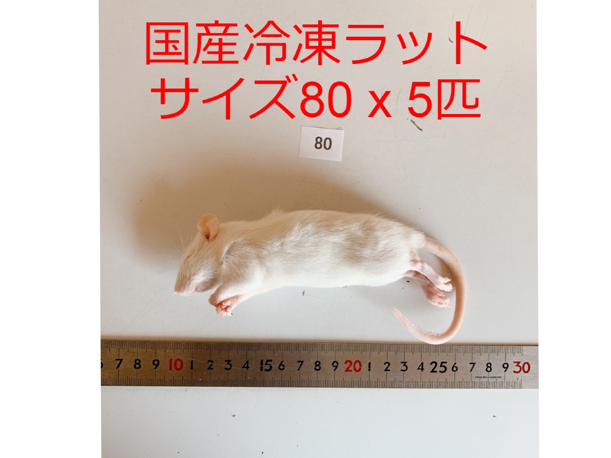 冷凍ラット 70~85g 30匹 93b8145d52e9f4eef17d5aa57ee2d6