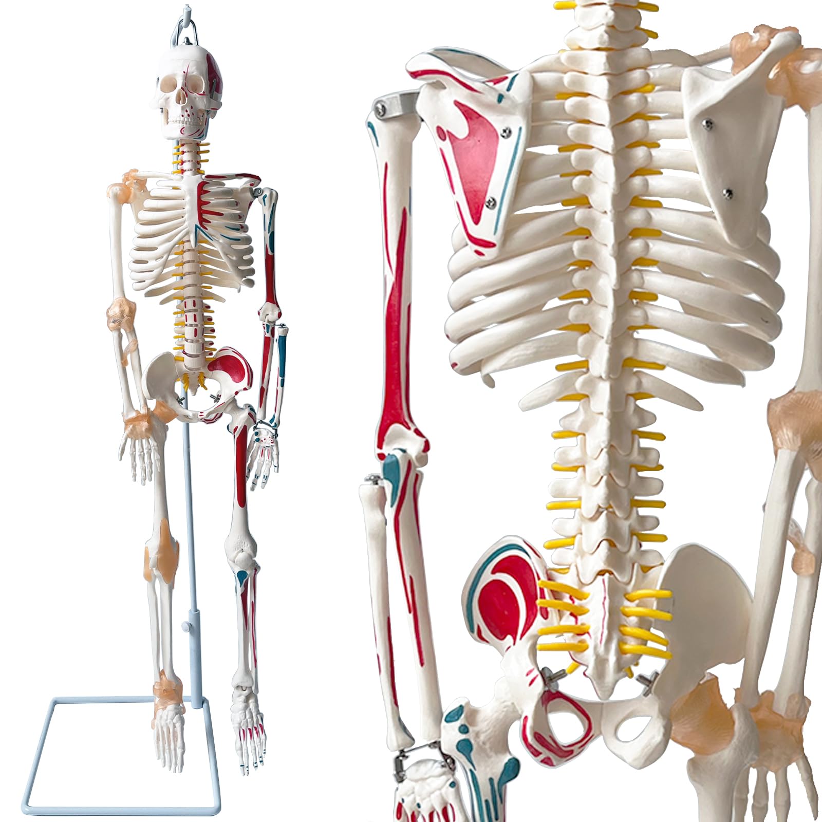 楽天市場】脊柱 模型 可動の通販