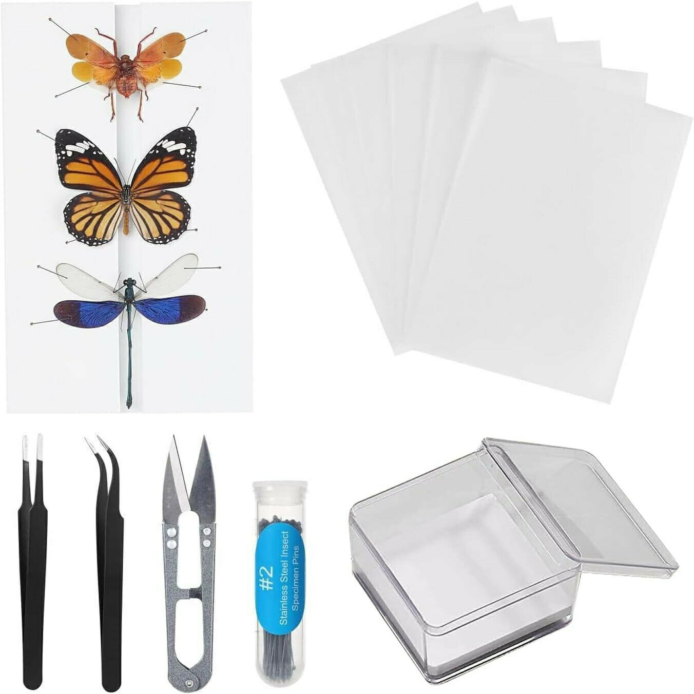 楽天市場】標本セット 蝶の通販