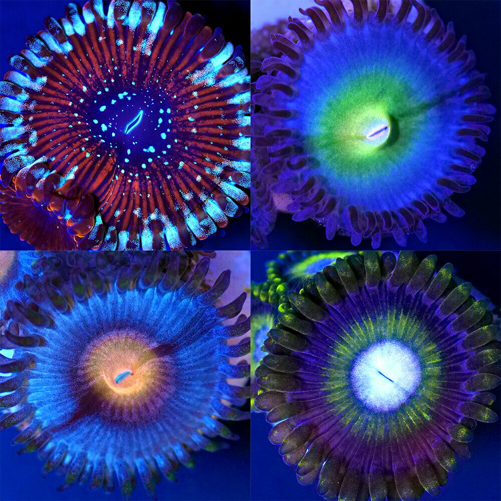 楽天市場】マメスナの通販