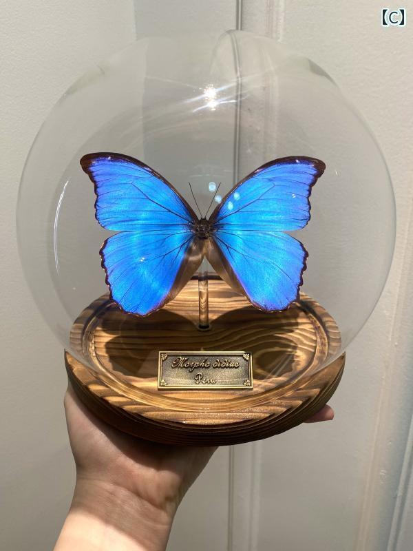 蝶の標本セット（ガラスケース入り） Yahoo!オークション - モルフォ蝶