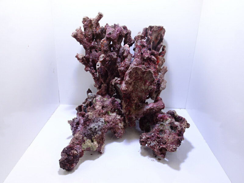 楽天市場】ライブロック クラッシュの通販