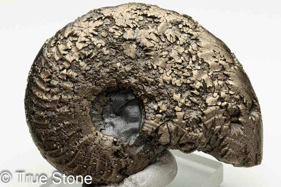 楽天市場】アンモナイト パイライトの通販