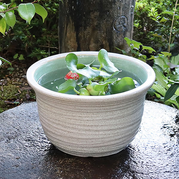 火鉢 【メダカ鉢、金魚鉢、睡蓮鉢に‼️】 睡蓮鉢 幅36cm 花蝶 浮世絵