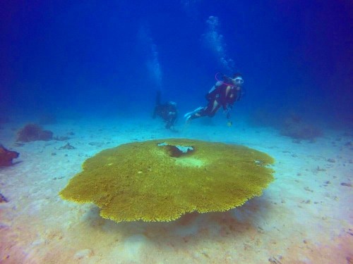 石垣島の巨大テーブルサンゴ！ | 石垣島てぃだダイビングサービス