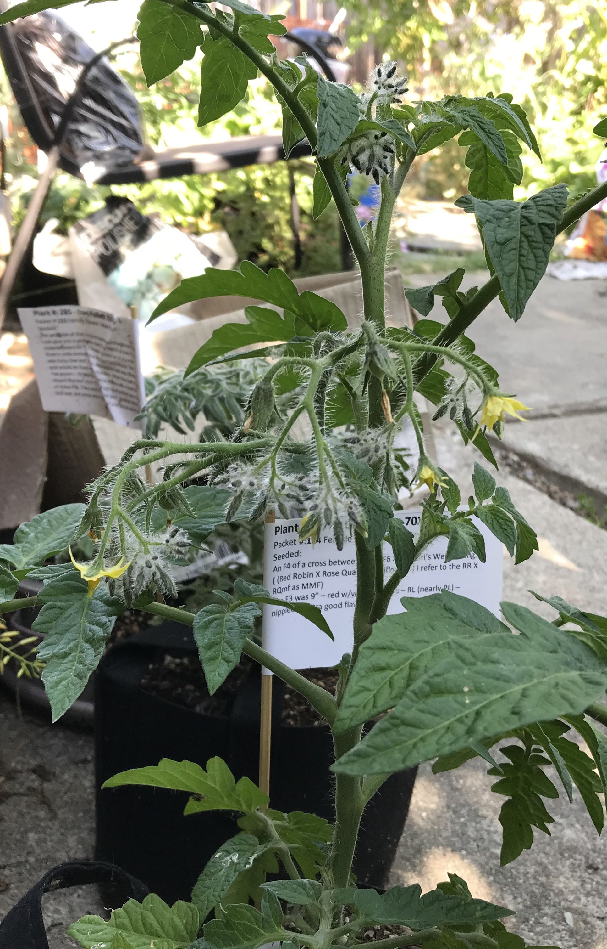 Evil tomato breeders for a tastier tomorrow