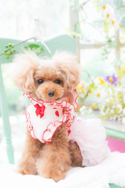 犬服 ブルブブ ワンピース、ワンピースコート 犬（わんちゃん）の洋服