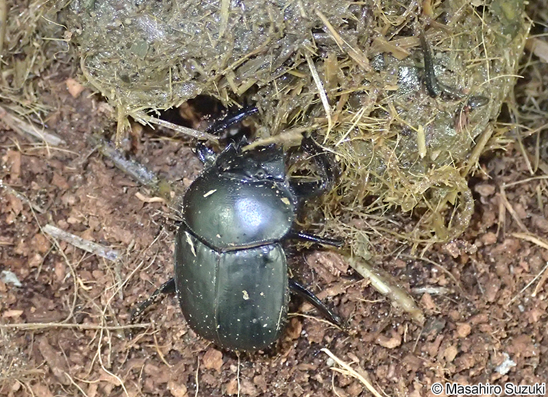 ブラジル産 スペシオーサダイコクコガネ 13-15mm ブラジル産 スペシ