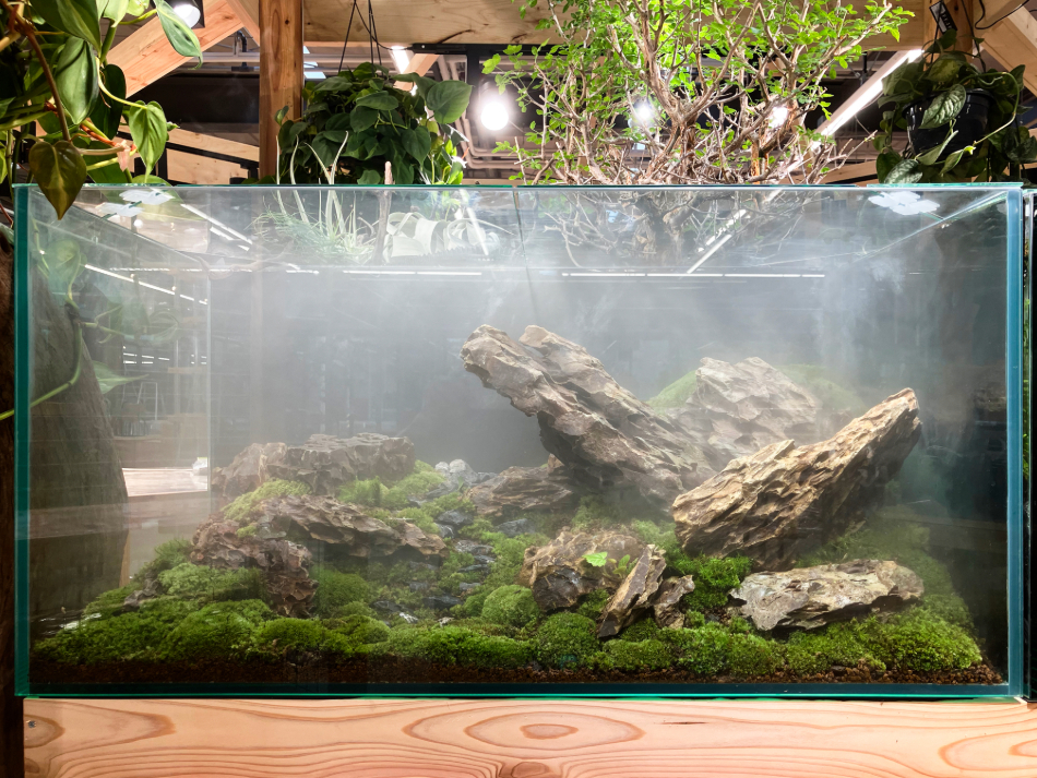 気孔石-1 | 杜若園芸WEBショップ｜水草の生産販売【通販ショップ】