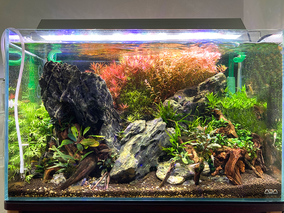 青龍石-7 | 杜若園芸WEBショップ｜水草の生産販売【通販ショップ】