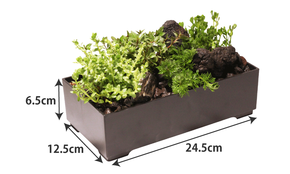 アンブリア入り水中箱庭水草（大 / 流木無し） | 杜若園芸WEBショップ