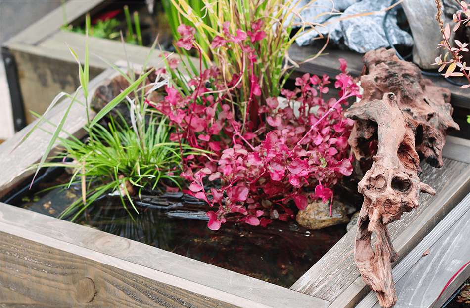 ナチュラルホーンウッド-76 | 杜若園芸WEBショップ｜水草の生産販売