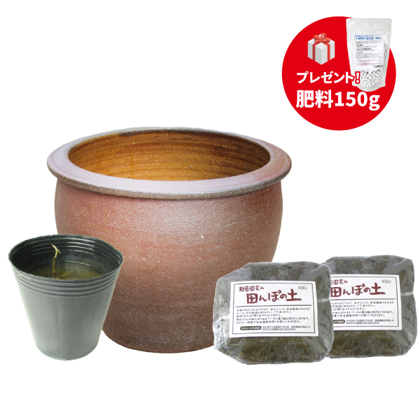 陶器鉢で育てる小型蓮栽培フルセット【肥料プレゼント】 | 杜若園芸WEB