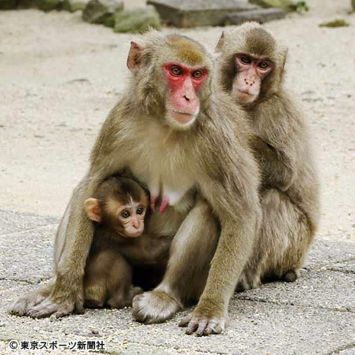 1ページ目】英王女と同名で物議かもしたメス猿「シャーロット」が奇跡