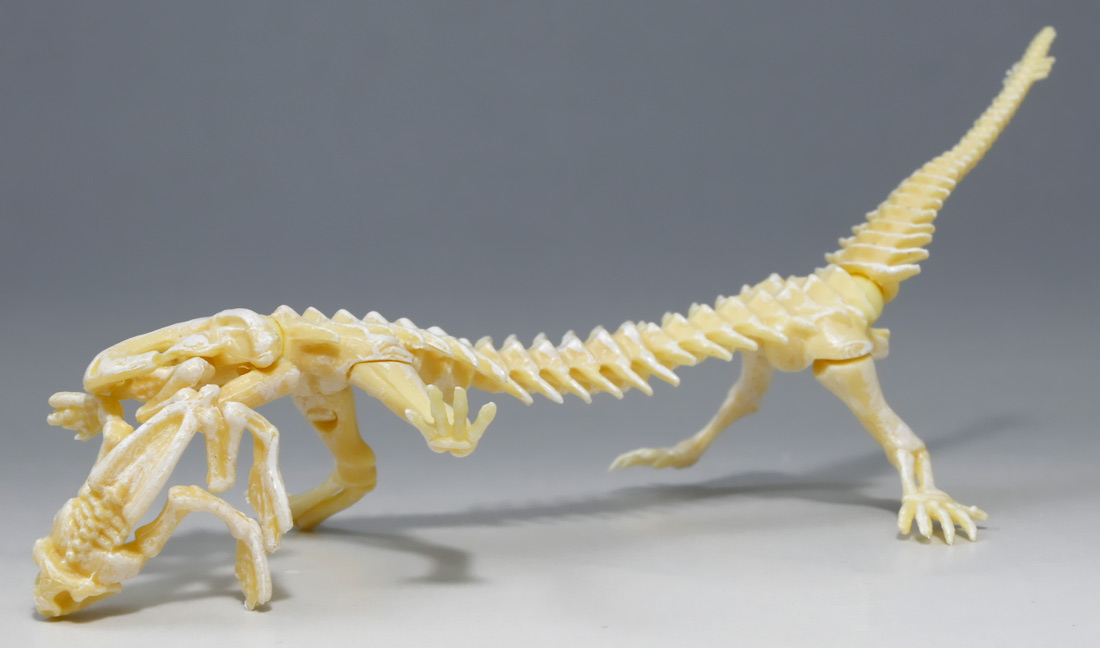 木彫 恐竜 タルボサウルス 頭骨模型 1/10スケール 12cm 木彫 恐竜