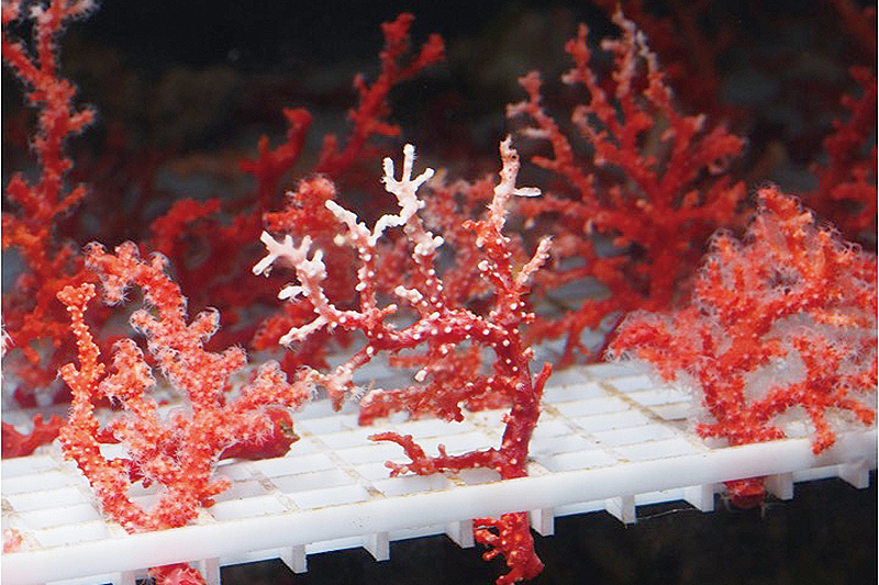 生命がやどる 「宝石珊瑚」の神秘 ‹ 特集 ‹ とさぶし