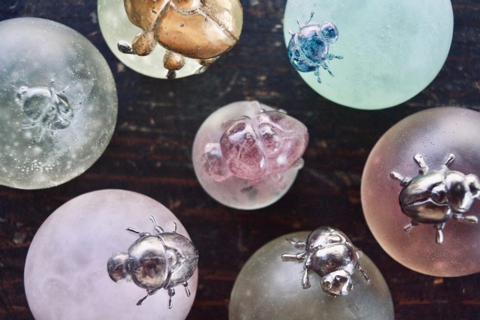 芝崎由華】新たな作品が入荷しました | 蟲と焼菓子 昆蟲菓舗 灯螂舎