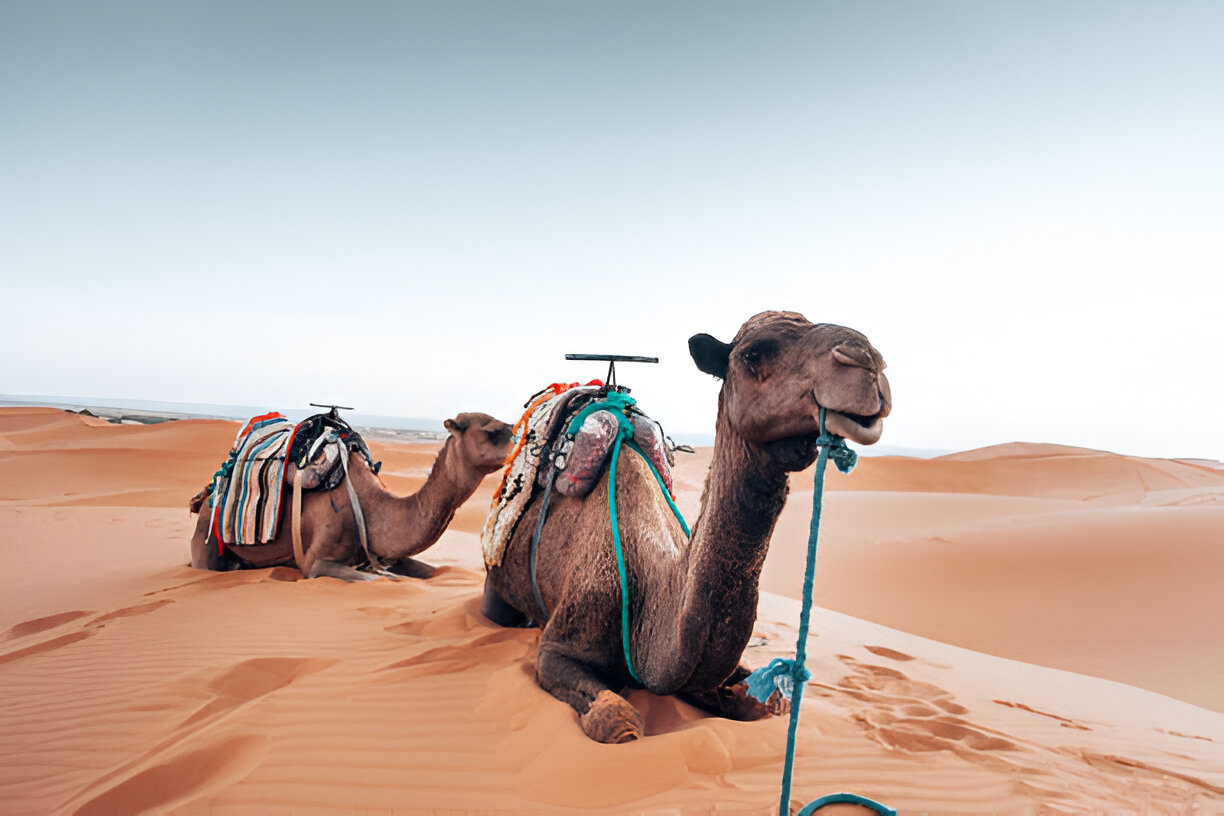 最高のモロッコデザートツアー - サハラデザートツアー