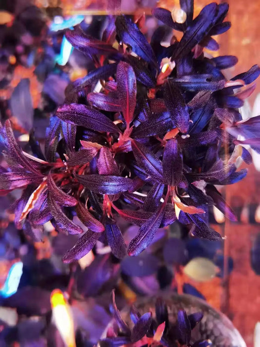 水草 bucephalandra sp. Galaxy purple bucephalandra sp. Galaxy