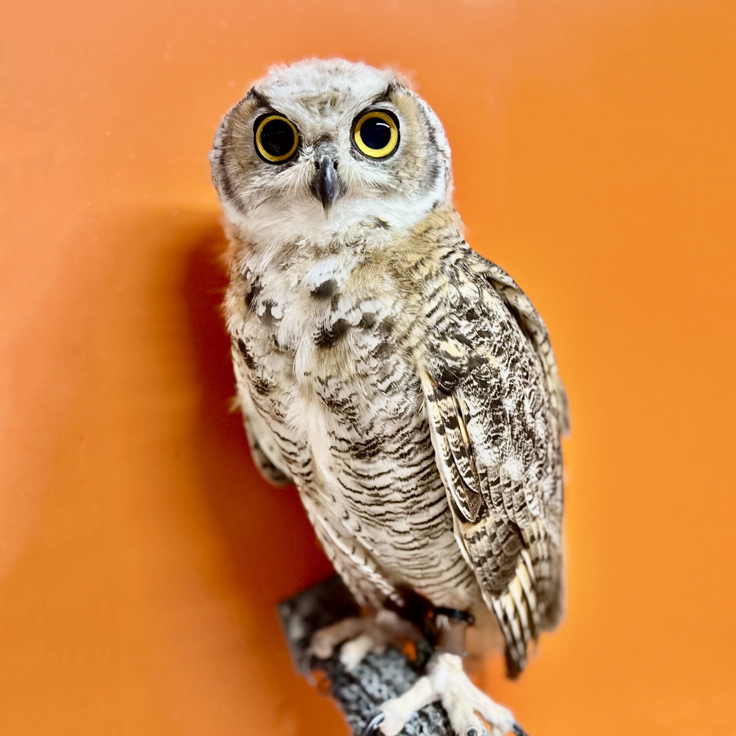 フクロウ 止まり木 ファルコンブロック 【公式通販】