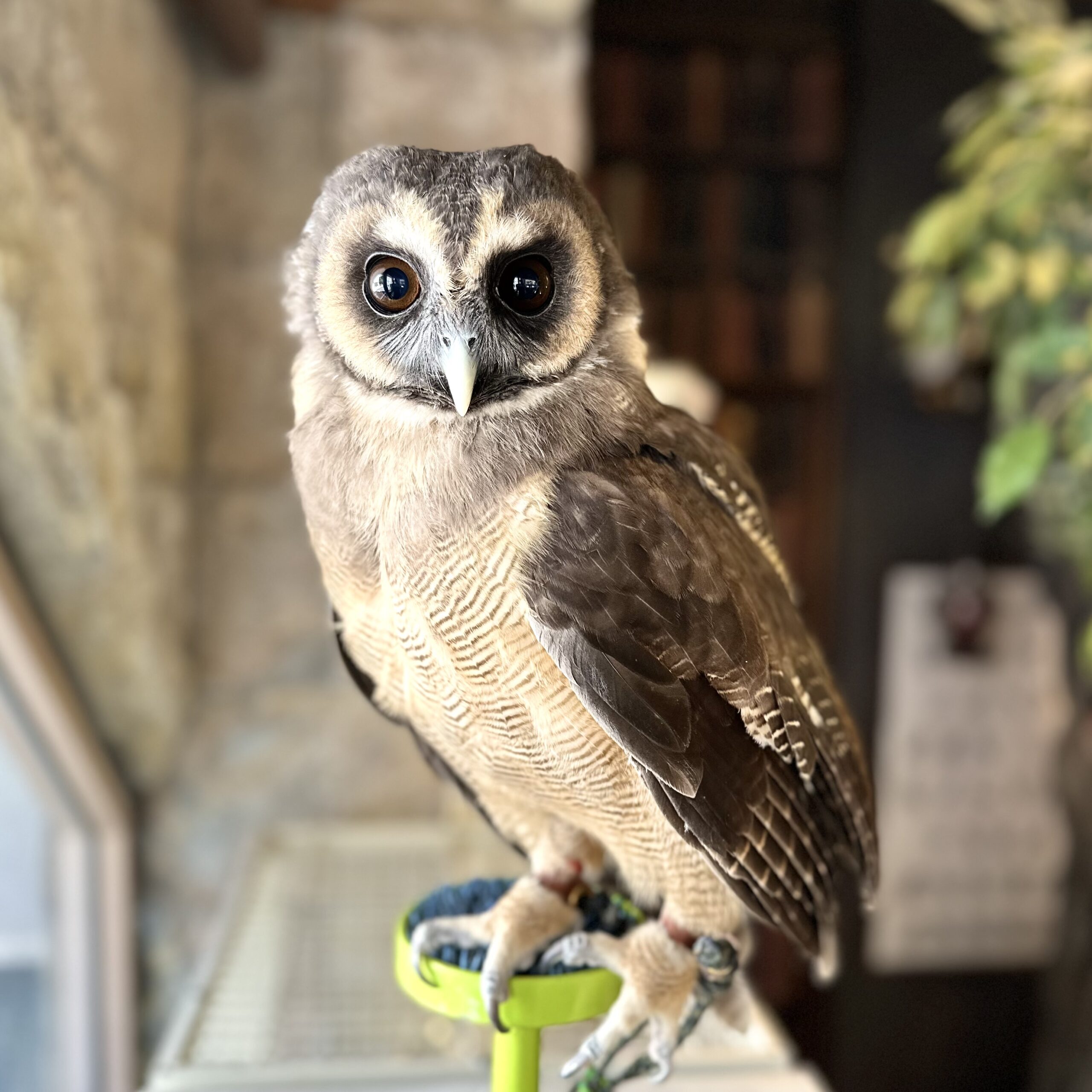 コボリサヤカさん作品メカふくろう