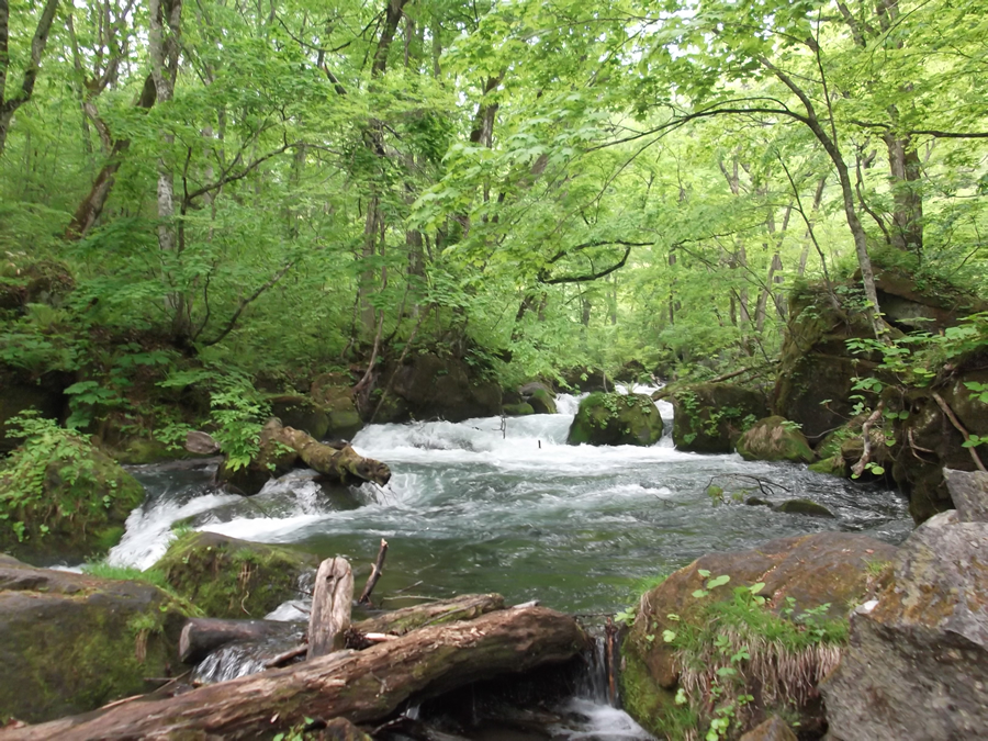 奥入瀬渓流の四季 － 十和田湖・奥入瀬渓流の魅力 ｜十和田湖国立公園協会