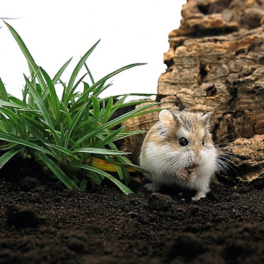 P2 NEW ネイチャーランド 2L | P2 ONLINE STORE