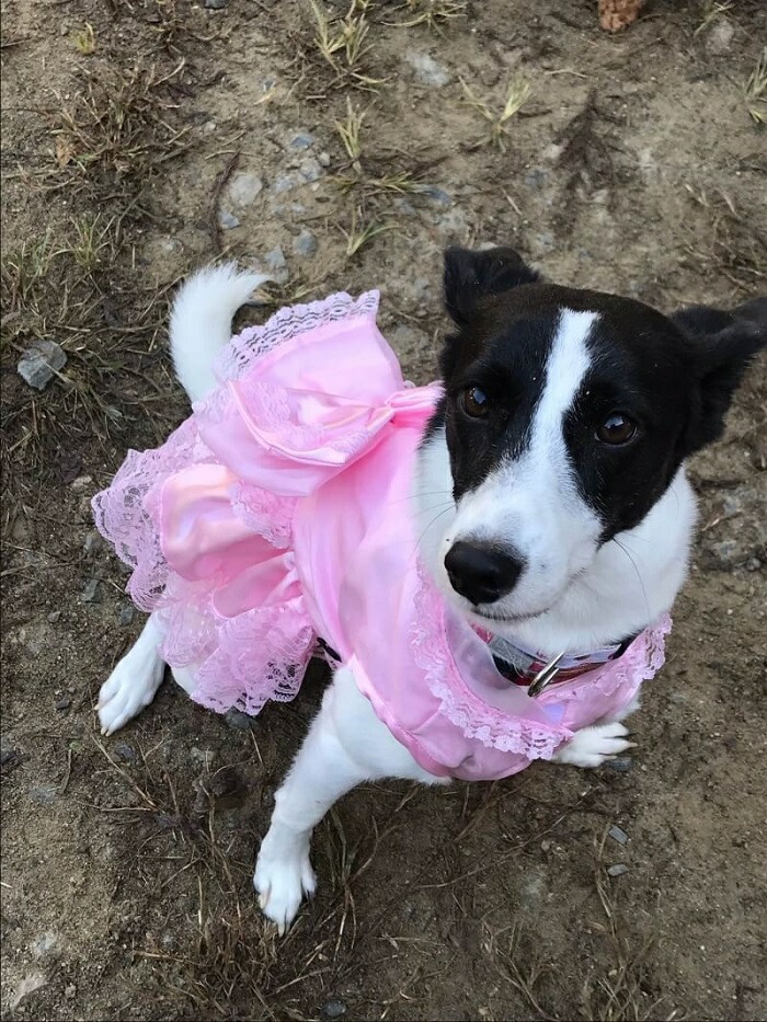 楽天市場】クーポン配布中 【 小型犬用 】 犬 服 結婚 フォト 女の子