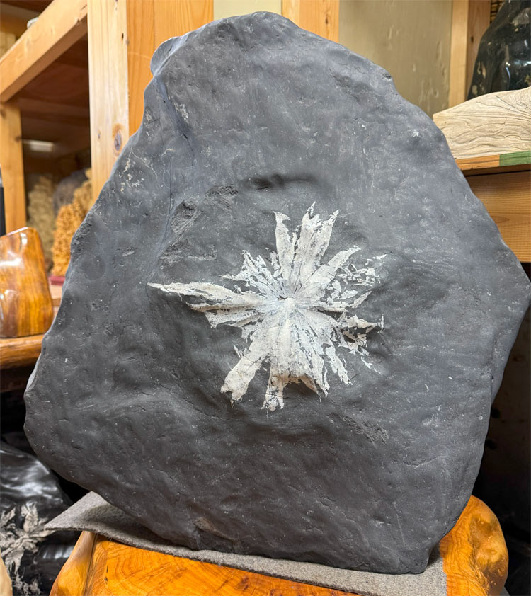 菊花石 オブジェ」の人気商品一覧 | 安い商品を通販サイトから探す