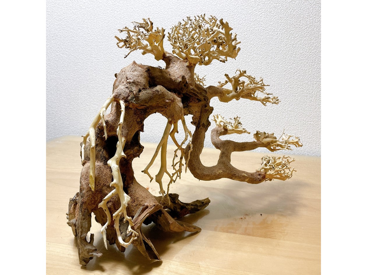 楽天市場】【送付無料・お買い得】蟠幹盆栽流木（水槽専用アート流木